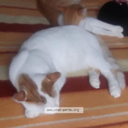 Photo 6/6 Blanco Chat lost in Castelnaudary