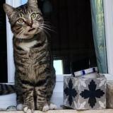 Picture of cat lost at Le Bouscat