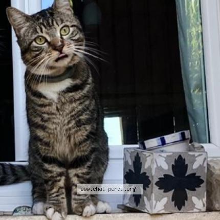 Photo 1/2 Udyr Chat lost in Le bouscat
