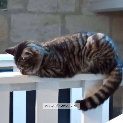 Photo 2/2 Udyr Chat lost in Le bouscat