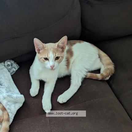 Picture of cat lost at Richardson Tx