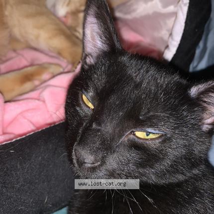 Photo 1/1 Reunited cat Lost in Turlock