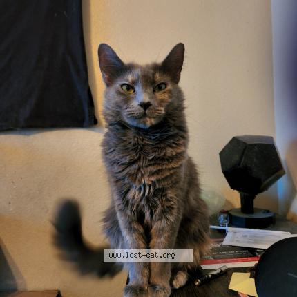 Photo 1/1 Reunited cat Lost in Las Vegas