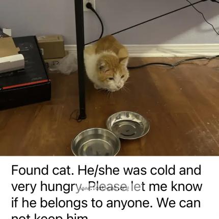 Photo 1/1 Reunited cat Found in Van Nuys