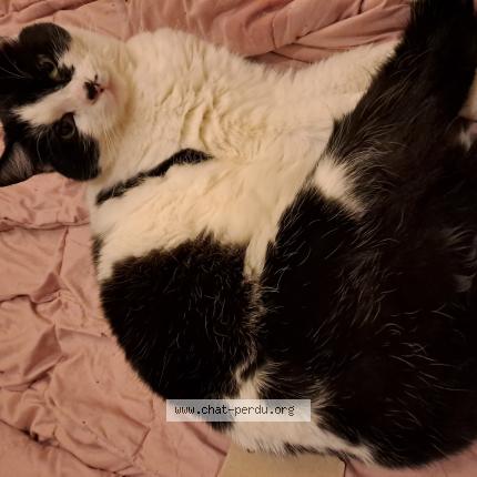 Foto van vermiste kat in Bruxelles