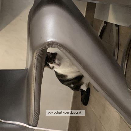 Foto van vermiste kat in Steenokerzel
