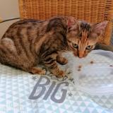 Picture of cat found at Nieul Sur Mer