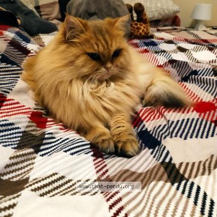 Foto van vermiste kat in Bressoux