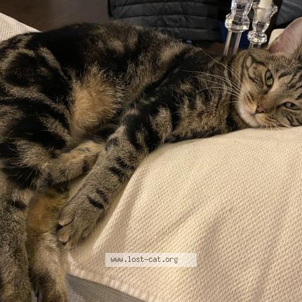 Photo 1/1 Reunited cat Lost in Brooksville