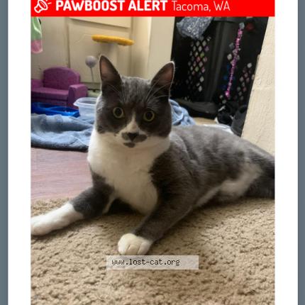 Photo 1/1 Reunited cat Lost in Tacoma