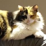 Picture of cat lost at Pessac