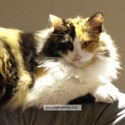 Photo 1/1 FRIMOUSSE Chat lost in Pessac