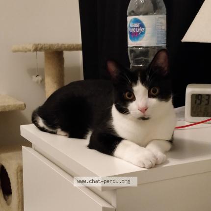 Foto 1/1 Kat teruggevonden Vermist in Forest