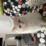 Picture of cat lost at Riorges