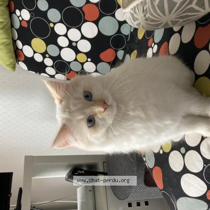 Photo 1/1 Marie Chat lost in Riorges