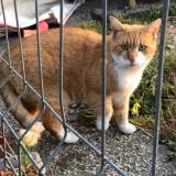 Picture of cat lost at Le Plessis Robinson