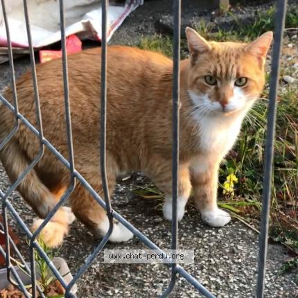 Photo 1/1 Cat reunited Lost in Le plessis robinson