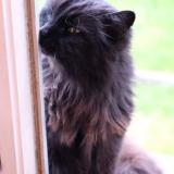 Picture of cat lost at Bourg De Peage