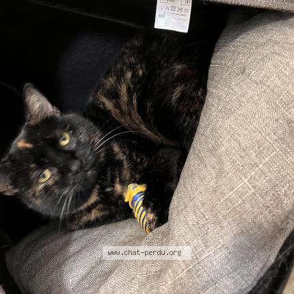 Foto van vermiste kat in Masnuy Saint Pierre