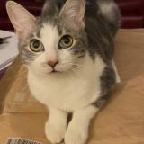 Picture of cat lost at Saint Priest