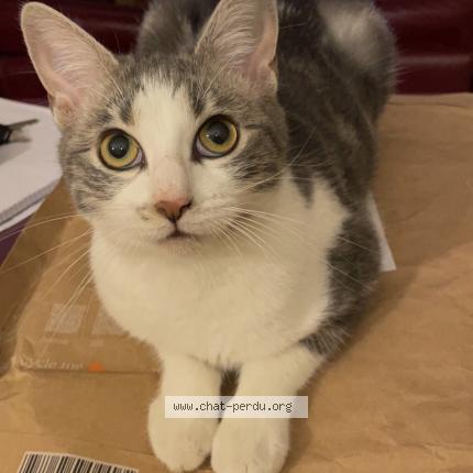 Photo 1/1 Misty Chat lost in Saint priest