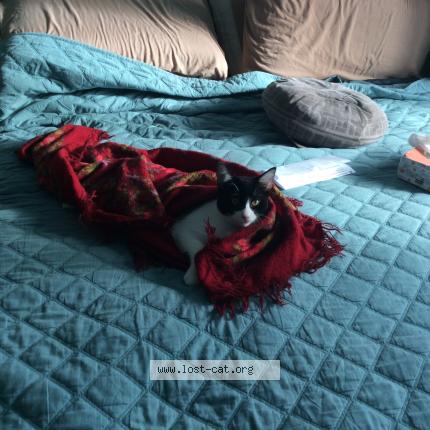 Photo 1/1 Cat reunited Lost in Brossard