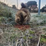 Picture of cat found at Talence