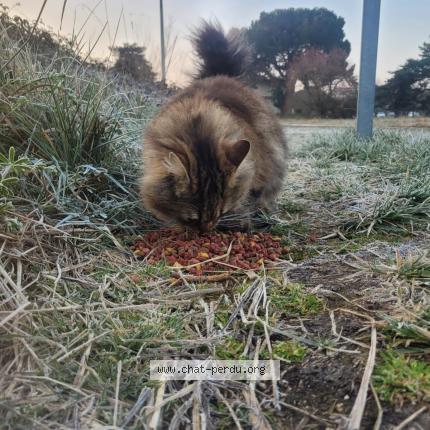 Photo 1/1 Cat reunited Found in Talence