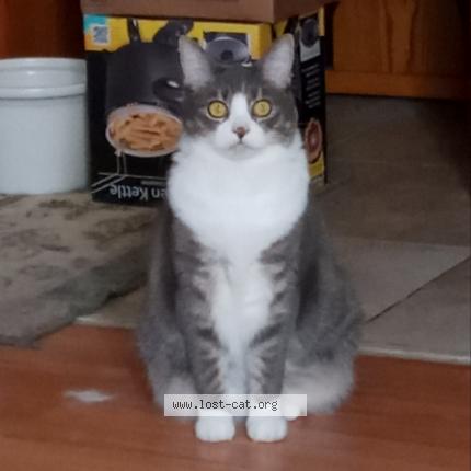 Photo 1/1 Reunited cat Lost in Fairview