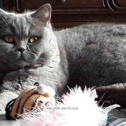 Foto 1/1 Kat teruggevonden Vermist in Marchienne Au Pont