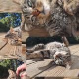 Picture of cat lost at Nieul