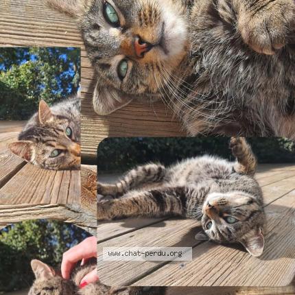 Photo 1/1 Loki Chat lost in Nieul