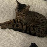 Picture of cat lost at Saint Quay Portrieux