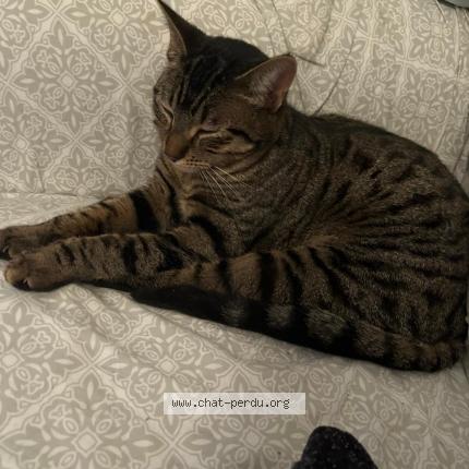 Photo 1/1 Saho Chat lost in Saint quay portrieux