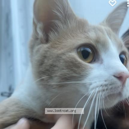 Picture of cat lost at Wood Dale