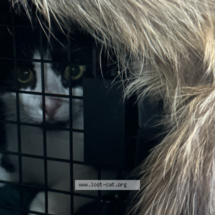 Picture of cat lost at Petoskey