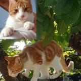 Picture of cat lost at Hatten