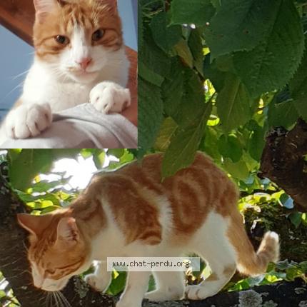 Photo 1/1 L&eacute;o Chat lost in Hatten