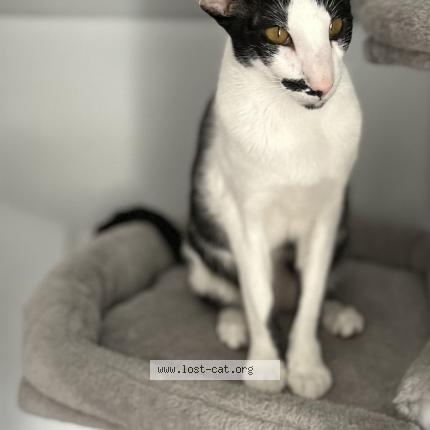 Photo 1/1 Reunited cat Lost in Indianapolis