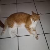 Picture of cat lost at Douvres