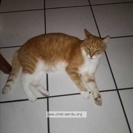 Photo 1/1 GARFIELD Chat lost in Douvres