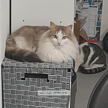 Photo 1/1 Cat reunited Lost in Belleville en beaujolais