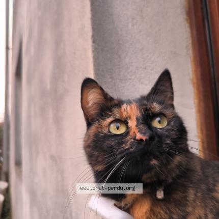 Photo 1/1 Rustine Chat lost in Stains