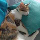 Picture of cat lost at Champagne Sur Oise