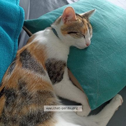 Photo 1/1 Siara Chat lost in Champagne sur oise