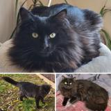 Picture of cat lost at Mezens