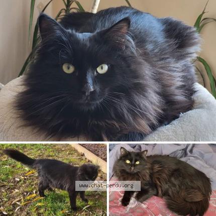 Photo 1/1 Pitch Chat lost in Mezens