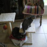 Picture of cat lost at Barzun