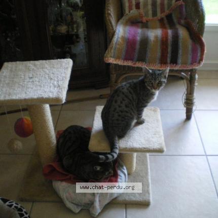 Photo 1/1 Moustique Chat lost in Barzun