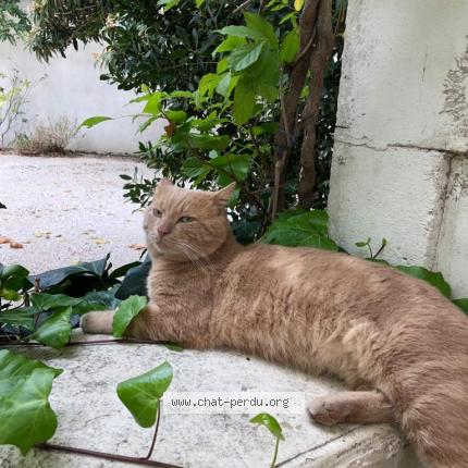 Foto einer verlorenen Katze in Chene Bougeries